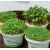 Набор для выращивания. 'Моя микрозелень': БАЗИЛИК, Цвет: зеленый, белый, изображение 4