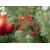 , изображение 5