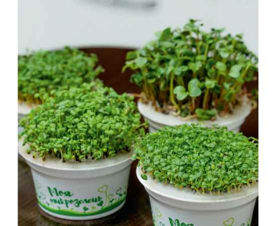 Набор для выращивания. 'Моя микрозелень': КРЕСС-САЛАТ, Цвет: зеленый, белый, изображение 4