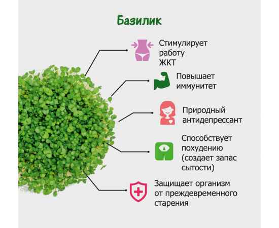 Набор для выращивания. 'Моя микрозелень': БАЗИЛИК, Цвет: зеленый, белый, изображение 2